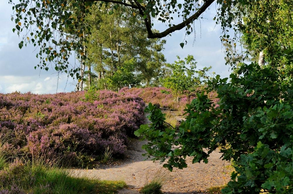 Kelderbos_Heide_047-1.jpg