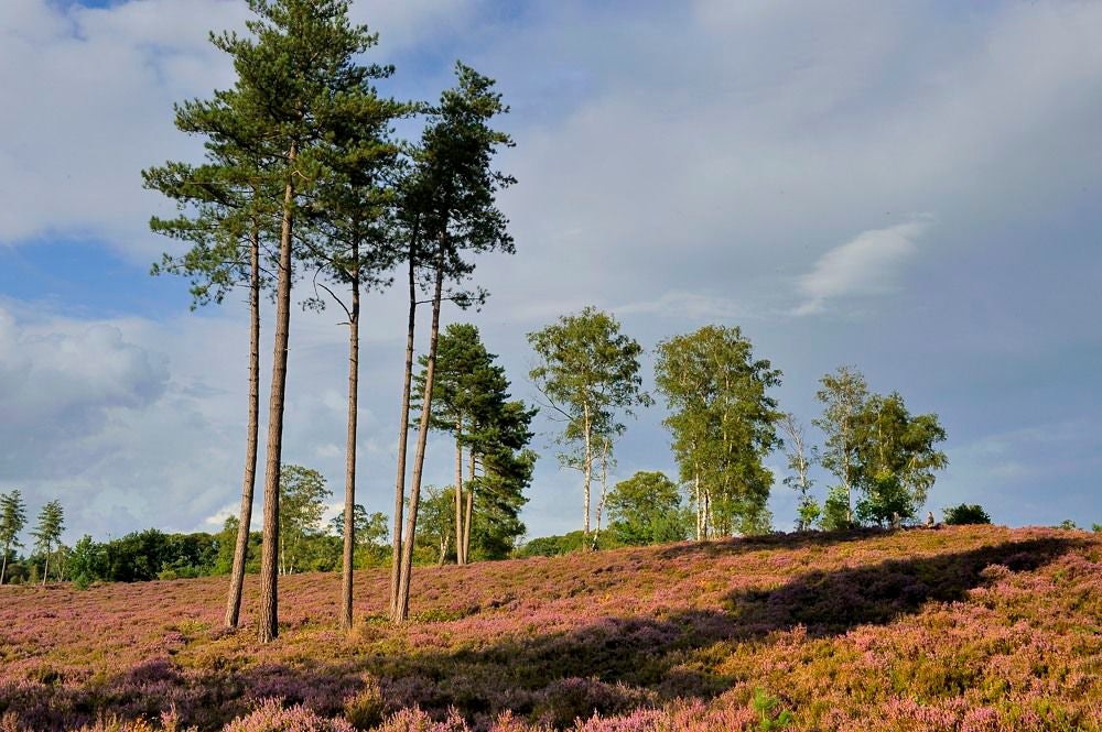 Kelderbos_Heide_049-1.jpg