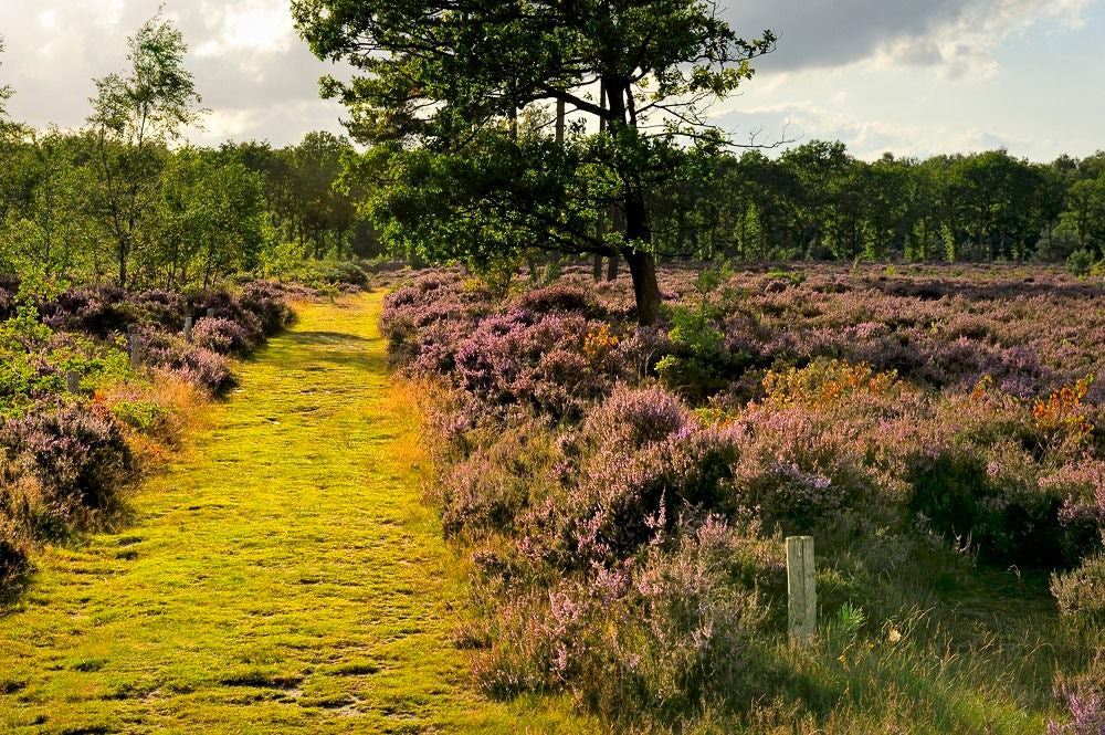 Kelderbos_Heide_052-1.jpg