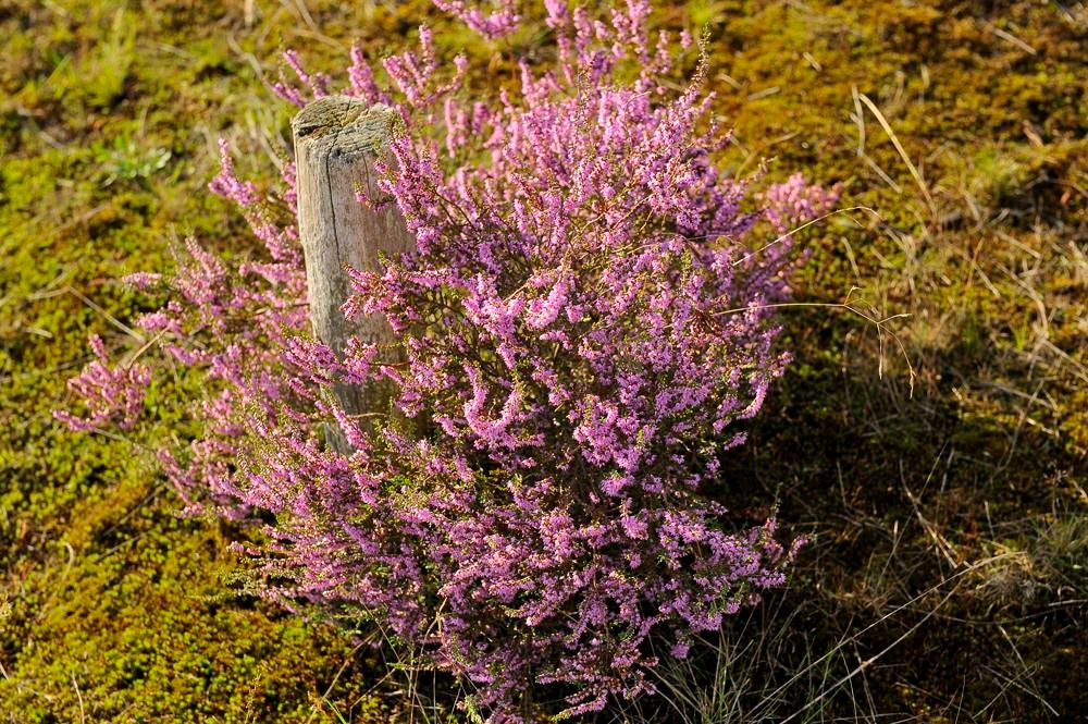 Kelderbos_Heide_054-1.jpg