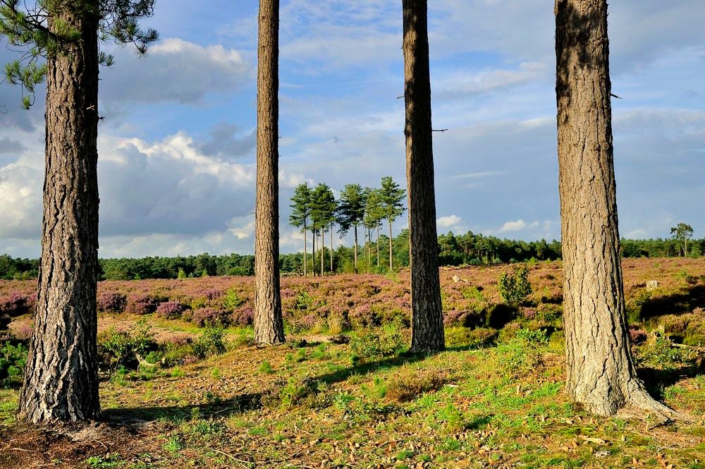 Kelderbos_Heide_056-1.jpg