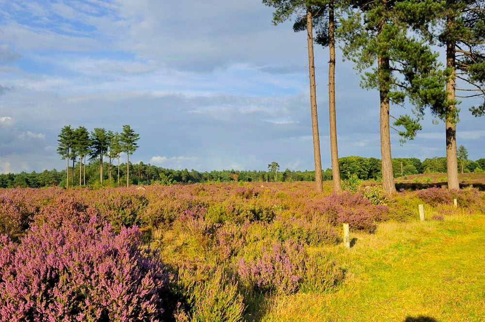 Kelderbos_Heide_058-1.jpg