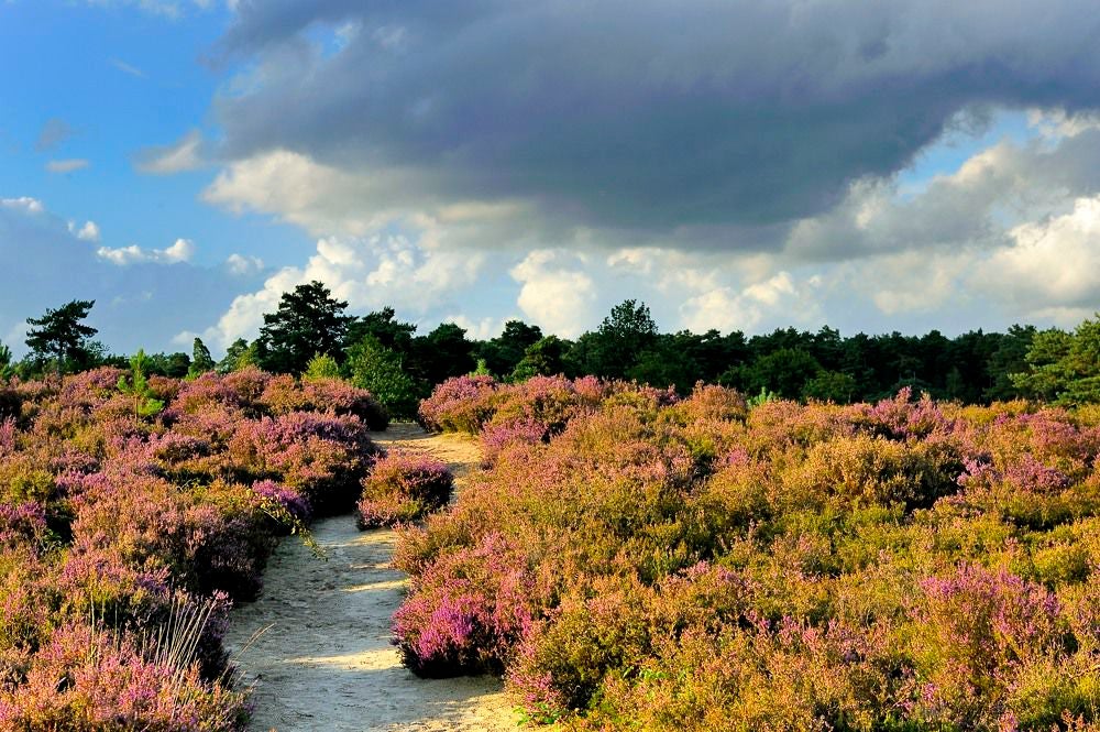 Kelderbos_Heide_061-1.jpg