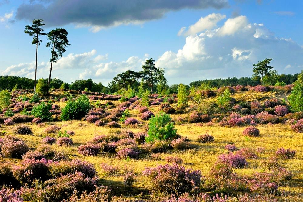 Kelderbos_Heide_063-1.jpg