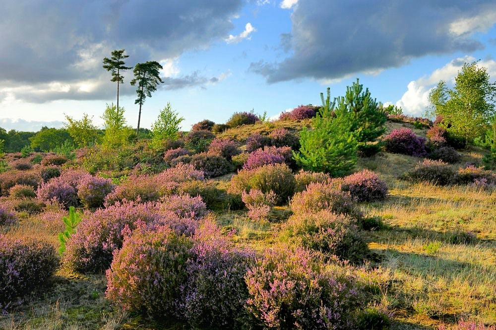 Kelderbos_Heide_065-1.jpg