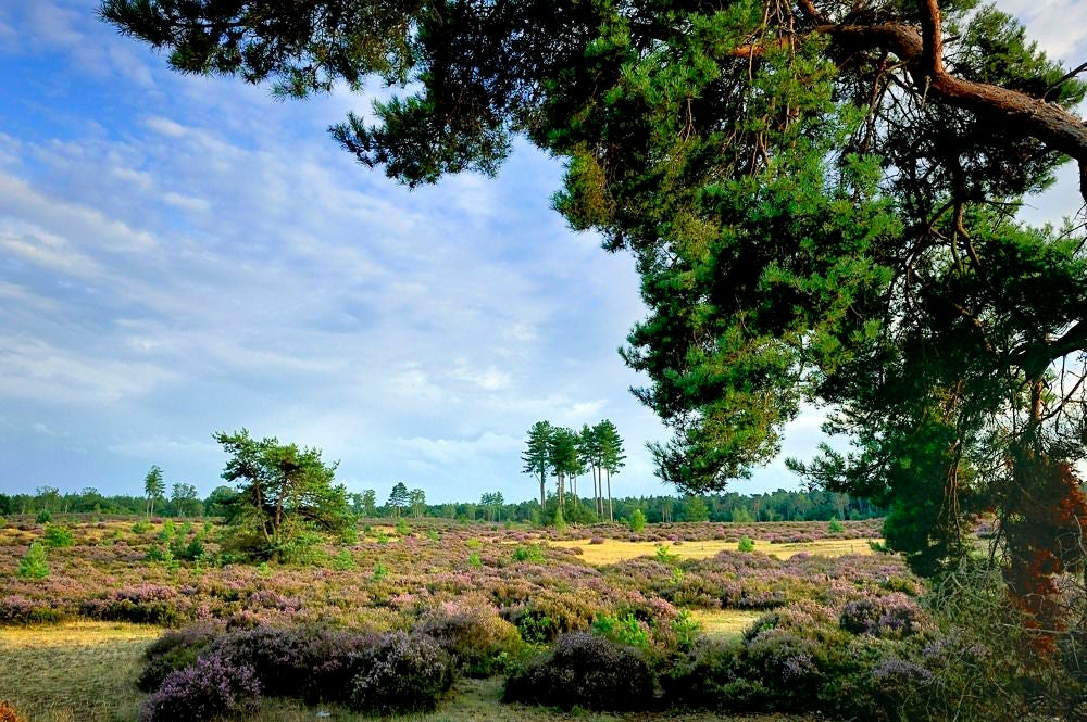 Kelderbos_Heide_067-1.jpg