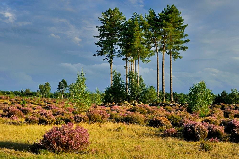 Kelderbos_Heide_069-1.jpg