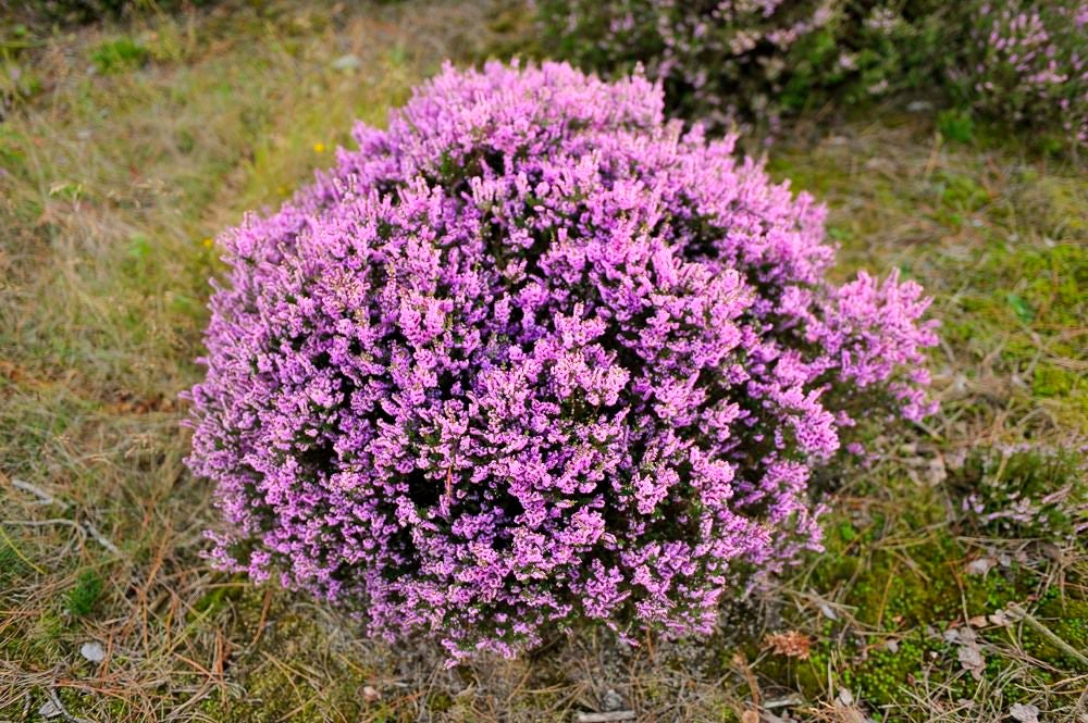 Kelderbos_Heide_071-1.jpg