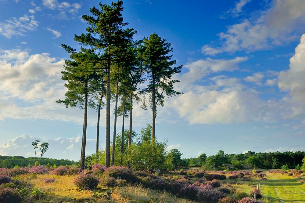 Kelderbos_Heide_073-1.jpg