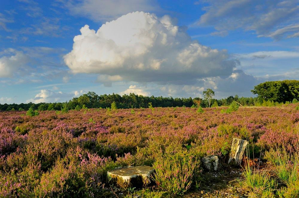 Kelderbos_Heide_075-1.jpg