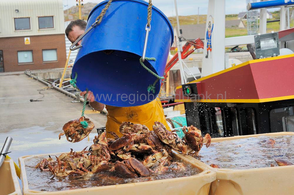 Kinlochbervie_fish_selling_007.jpg