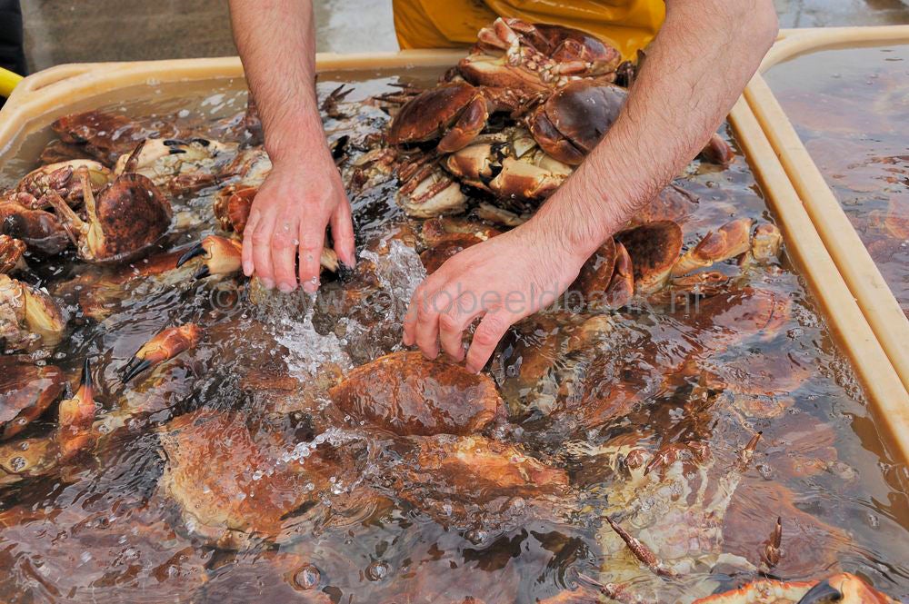Kinlochbervie_fish_selling_009.jpg