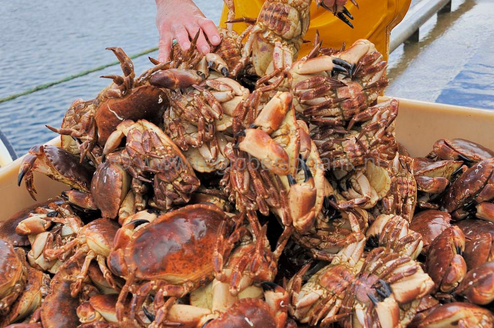 Kinlochbervie_fish_selling_013.jpg
