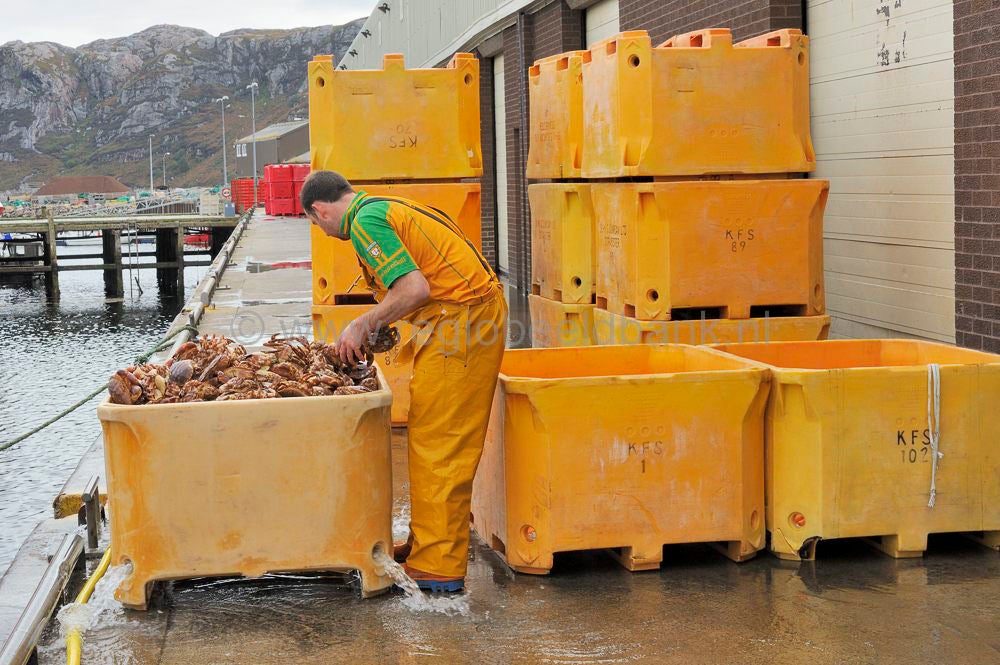 Kinlochbervie_fish_selling_024.jpg