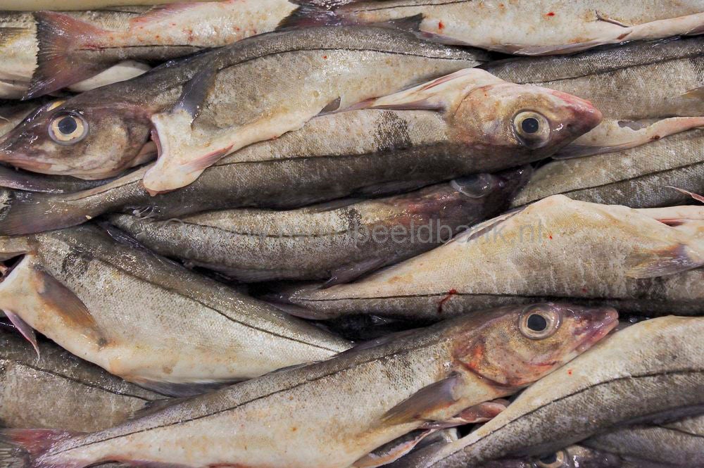 Kinlochbervie_fish_selling_042.jpg