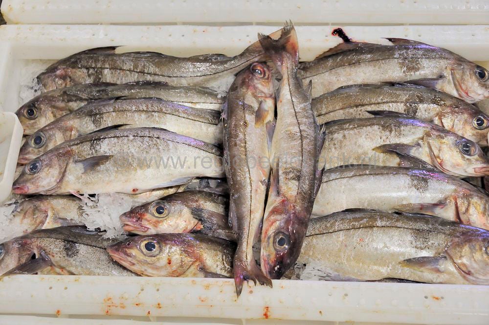 Kinlochbervie_fish_selling_043.jpg