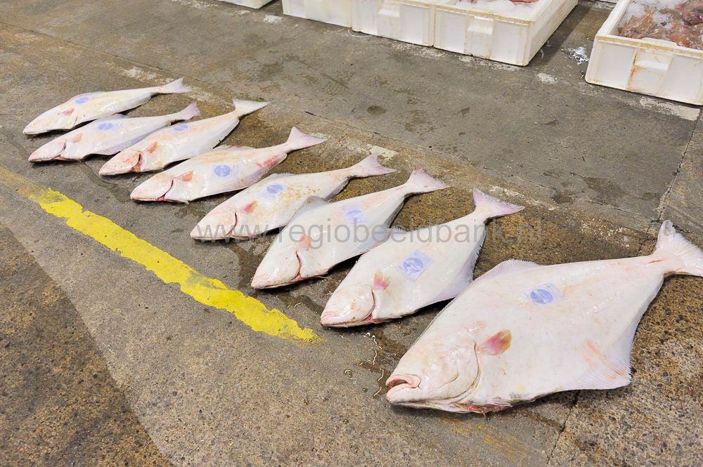 Kinlochbervie_fish_selling_047.jpg