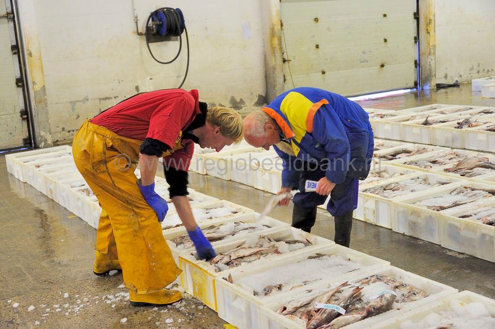 Kinlochbervie_fish_selling_063.jpg