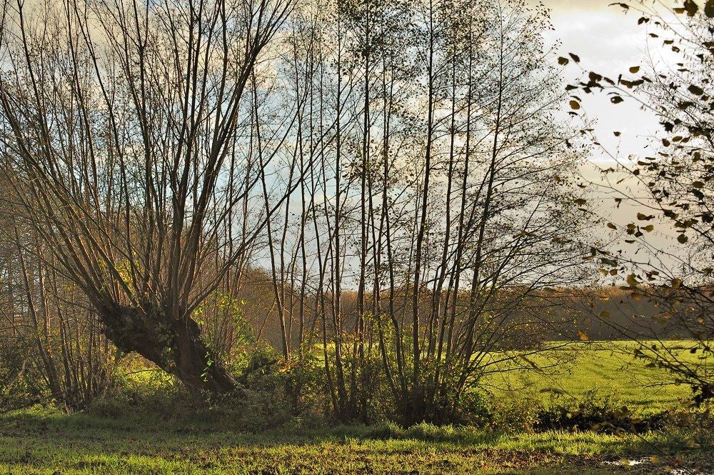 Kolfschoten_001.jpg