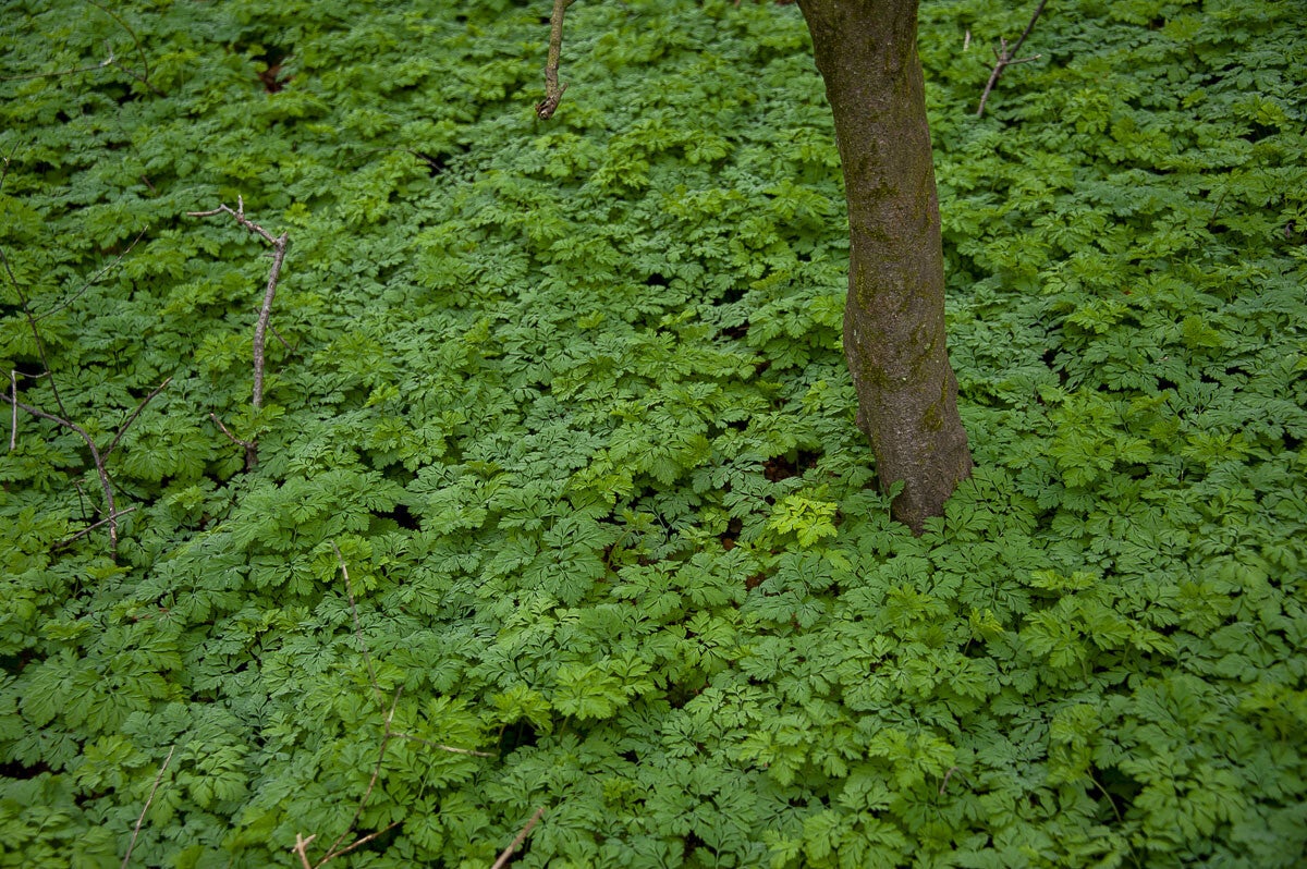 Kopermolenpad_021-3.jpg