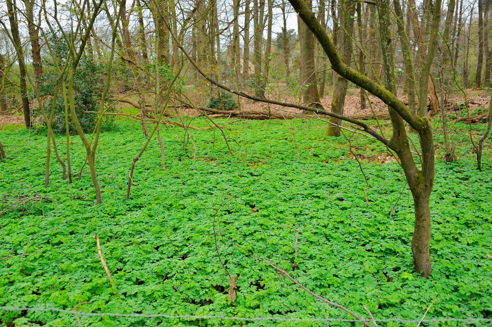 Kopermolenpad_023-2.jpg