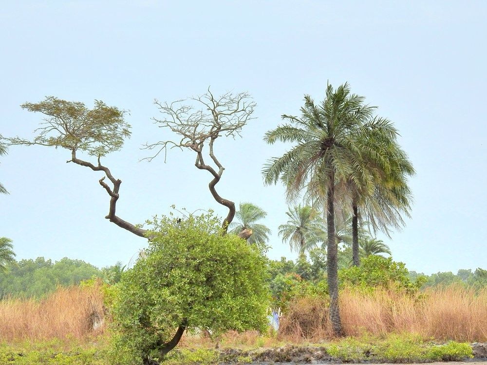 Kubuneh_Wood_2018_211.jpg