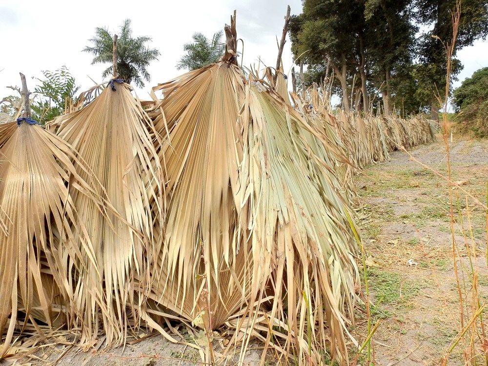Kubuneh_Wood_2018_214.jpg