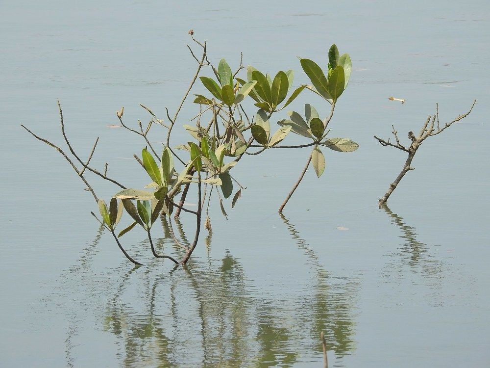 Kubuneh_Wood_2018_239.jpg