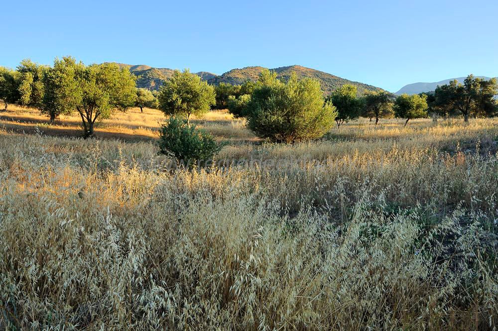 Lake_Faneromenis_010.jpg