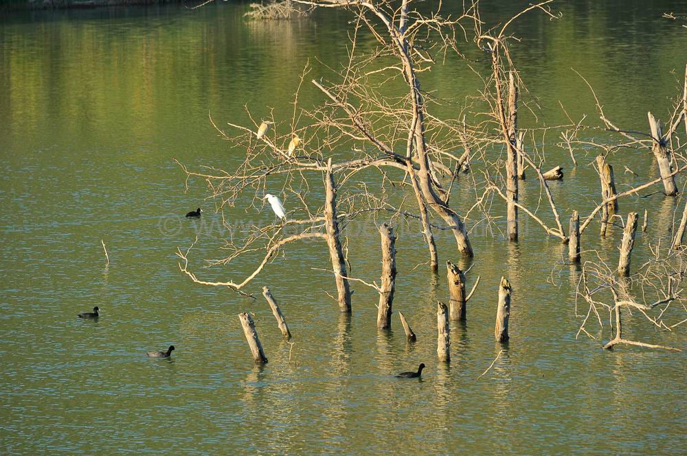 Lake_Faneromenis_048.jpg