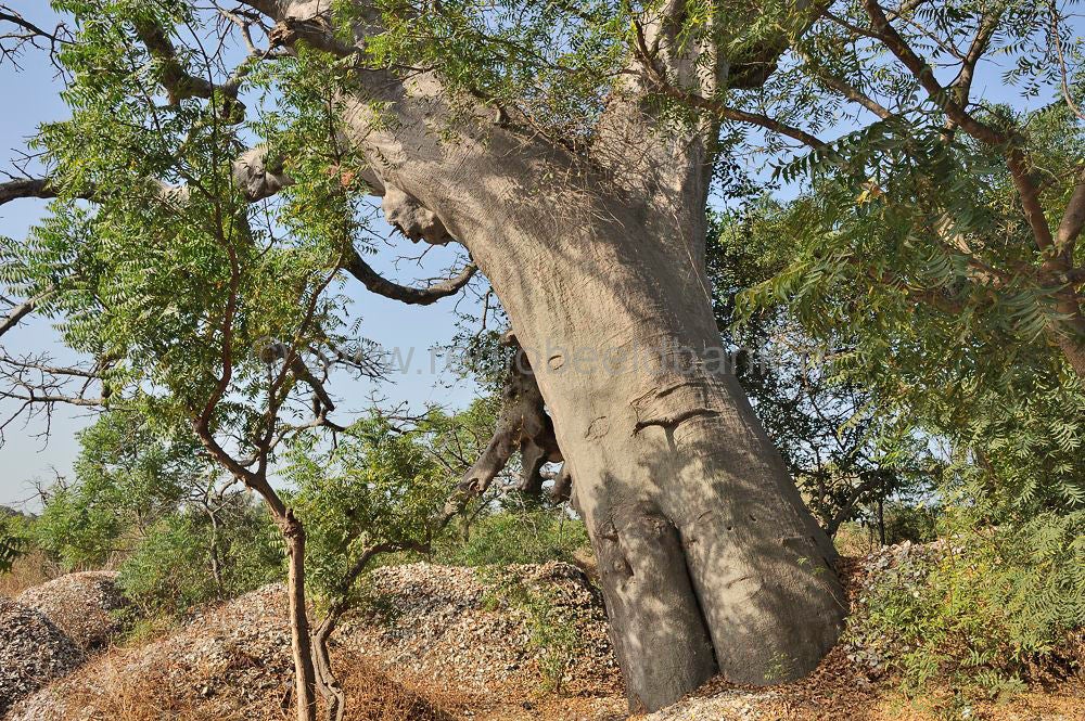 Lamin_Lodge_2016_720.jpg