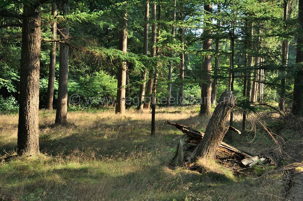 Landgoed_de_Paltz_020.jpg