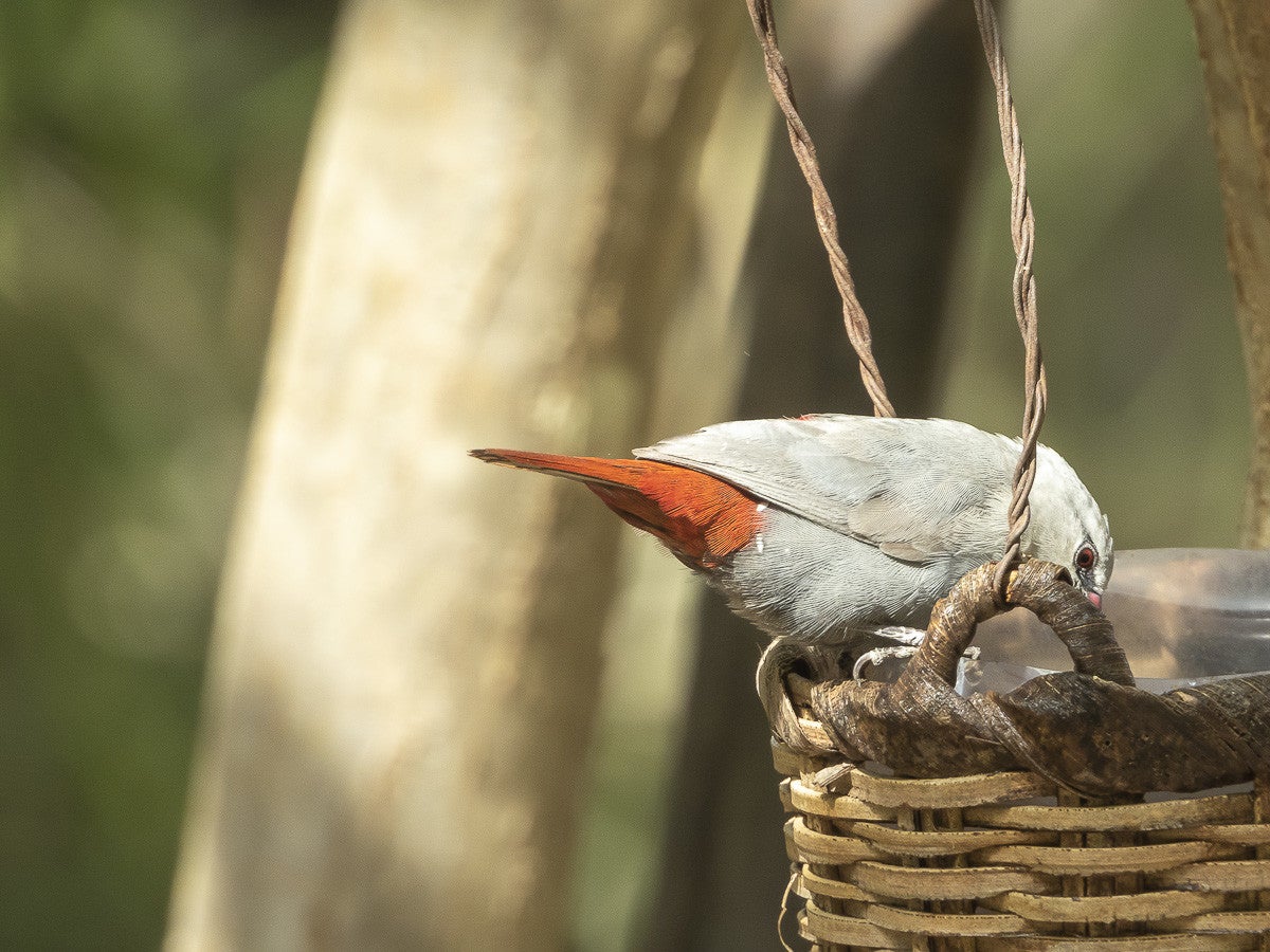 LavenderWaxbill_0821-2.jpg