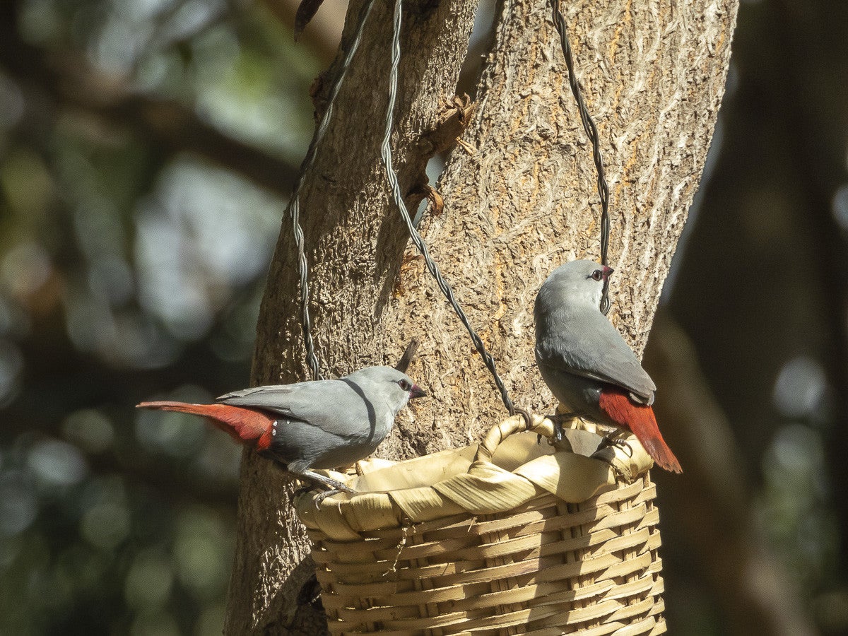 LavenderWaxbill_0882-2.jpg