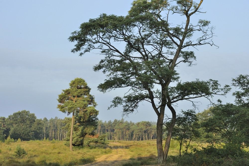 Leersumseplas_Zomer_2018_028.jpg