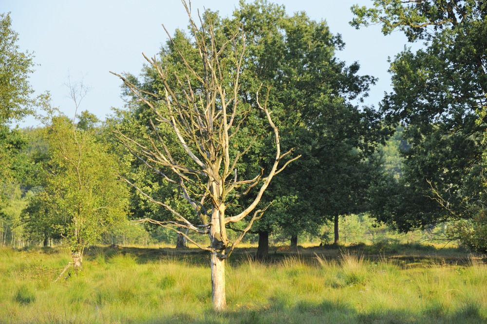 Leersumseplas_Zomer_2018_034.jpg