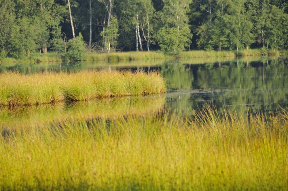 Leersumseplas_Zomer_2018_036.jpg