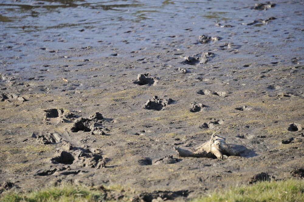 Leersumse Plassen 2018