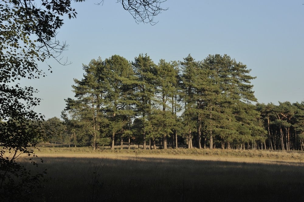 Leersumseplassen_212.jpg