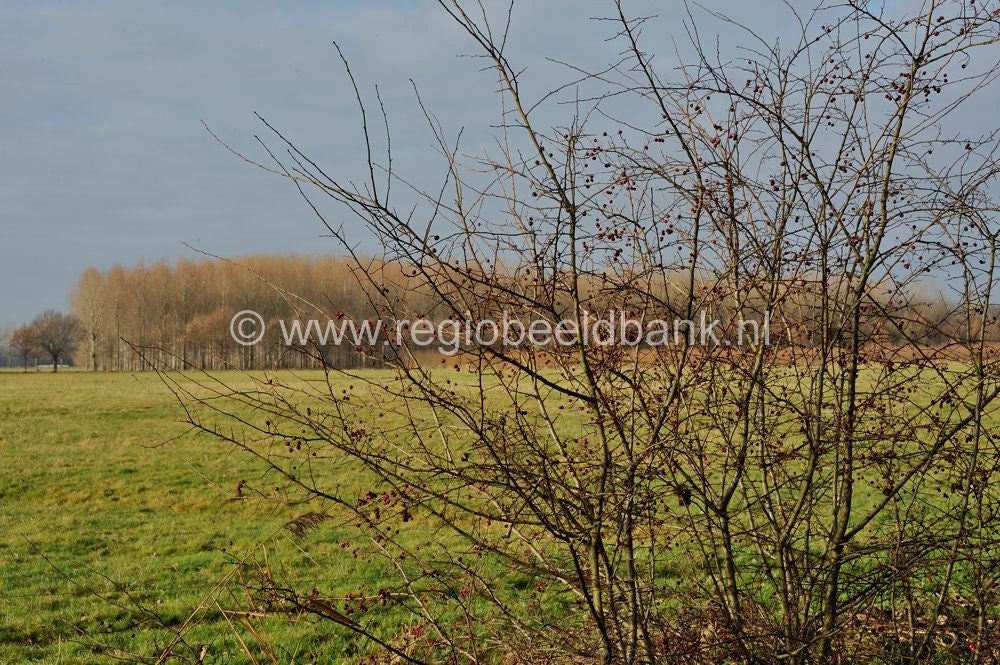 Beesd