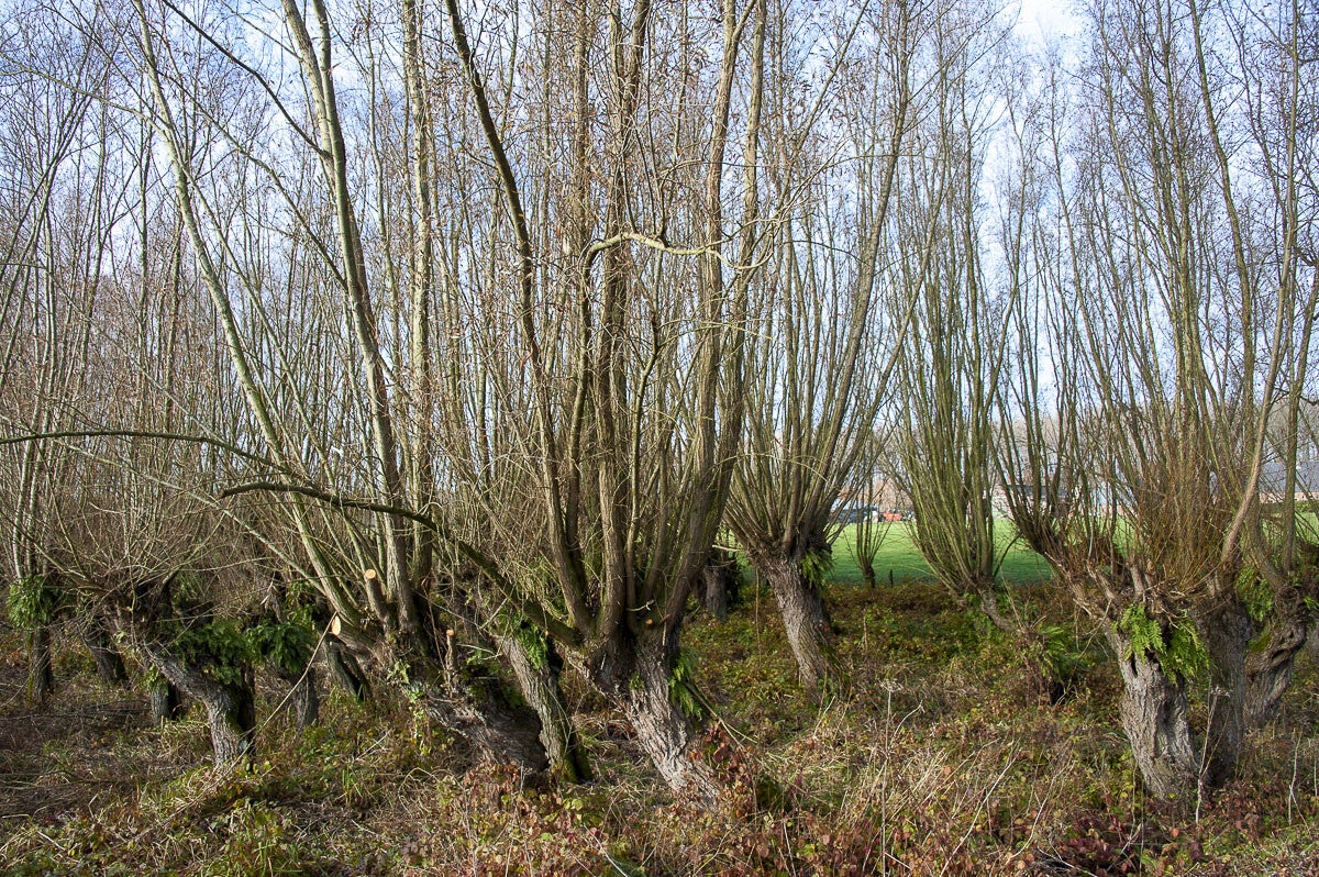 Leidschehoevenpad_008-1.jpg