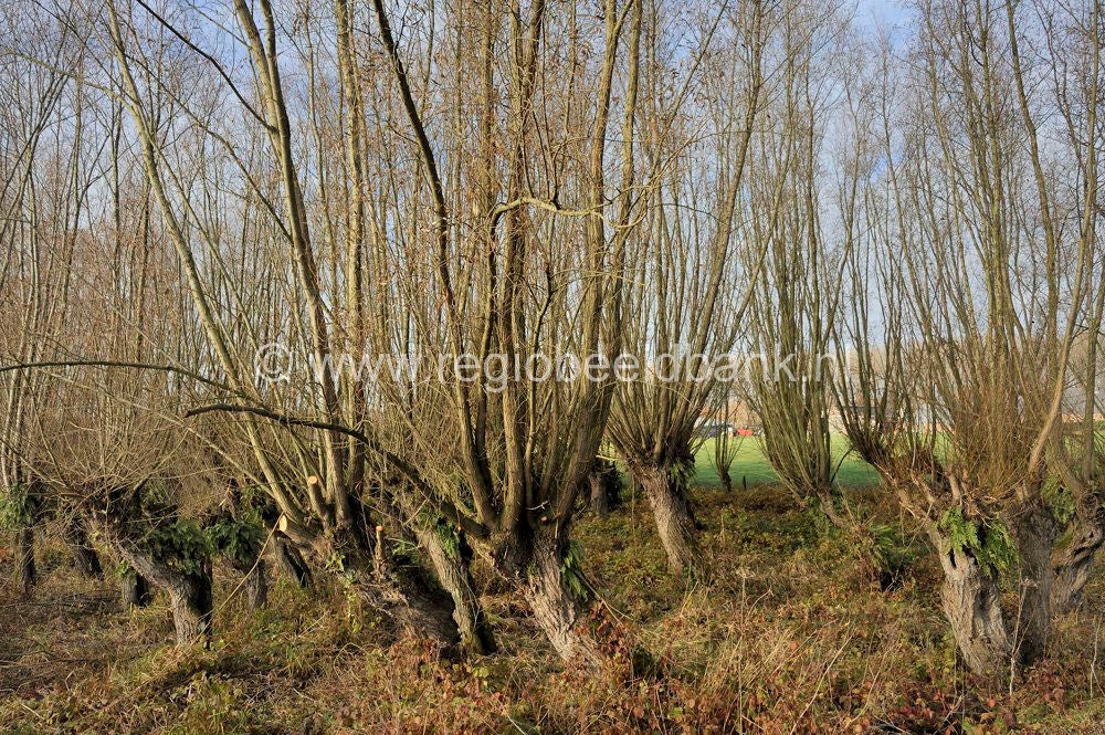 Leidschehoevenpad_008.jpg