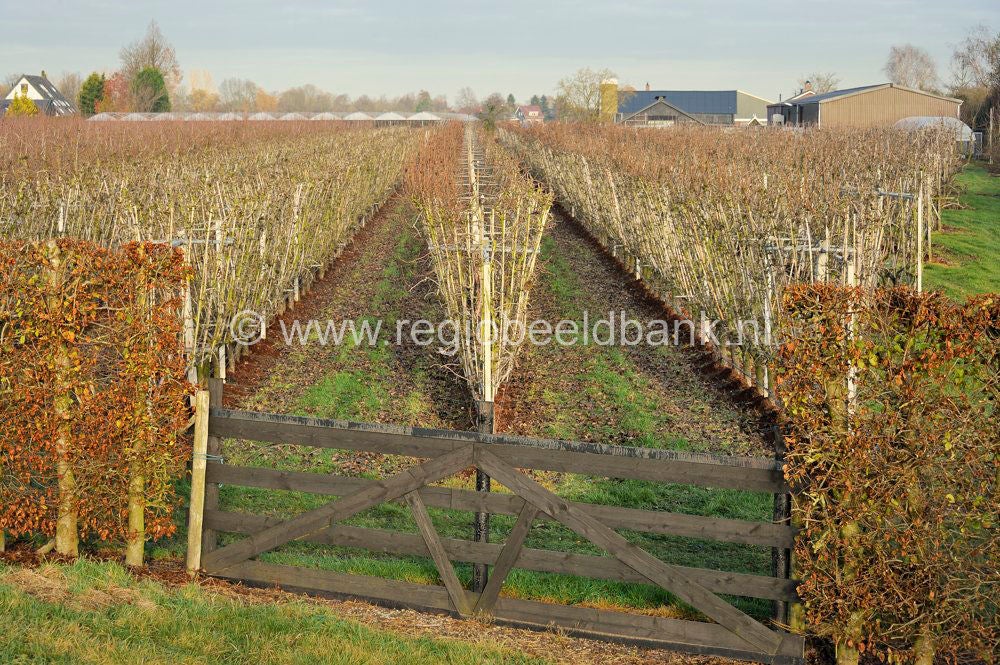 Leidschehoevenpad_013.jpg