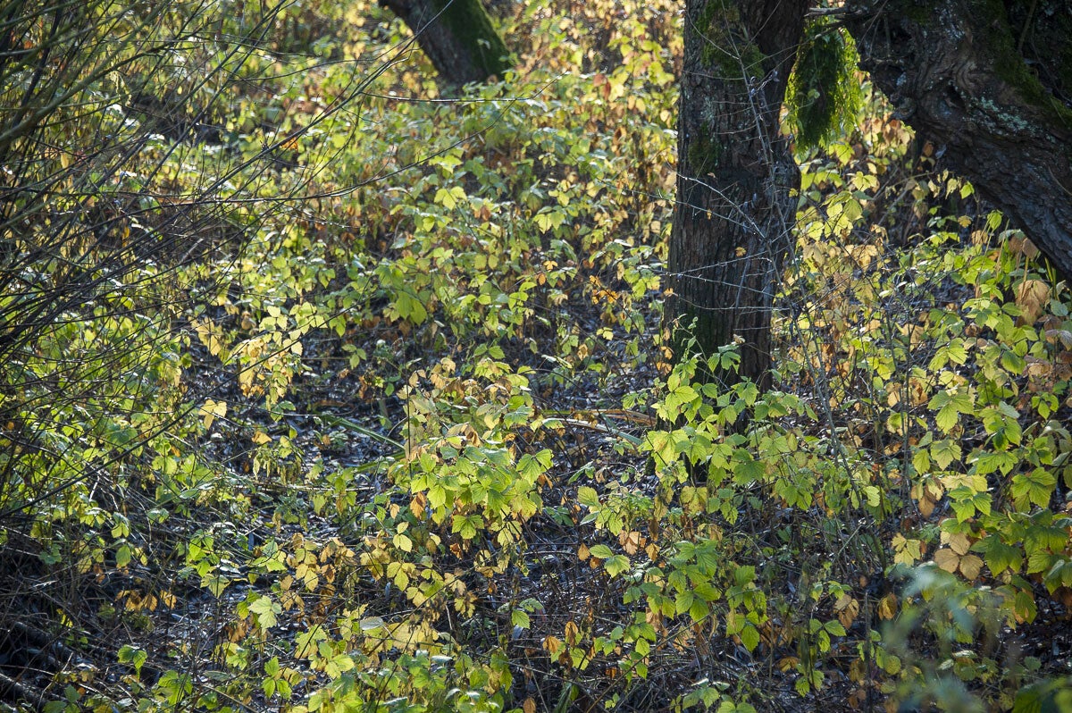 Leidschehoevenpad_016-1.jpg