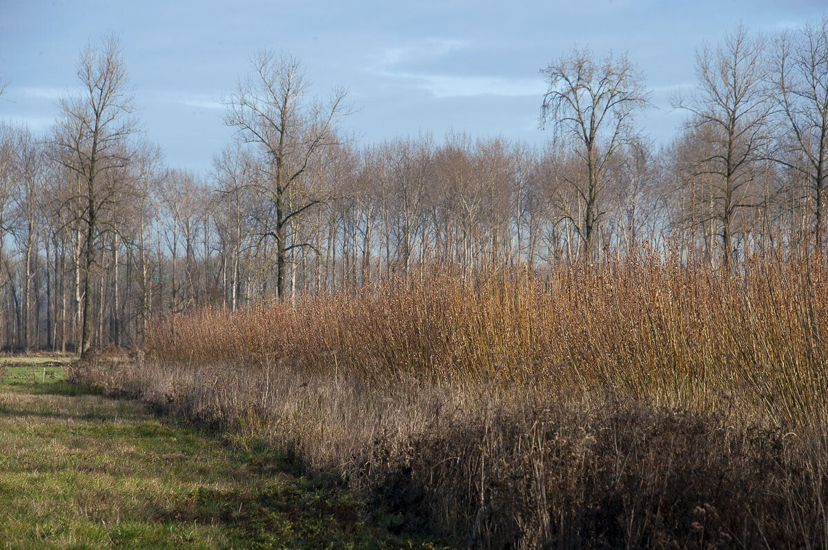 Leidschehoevenpad_028-1.jpg