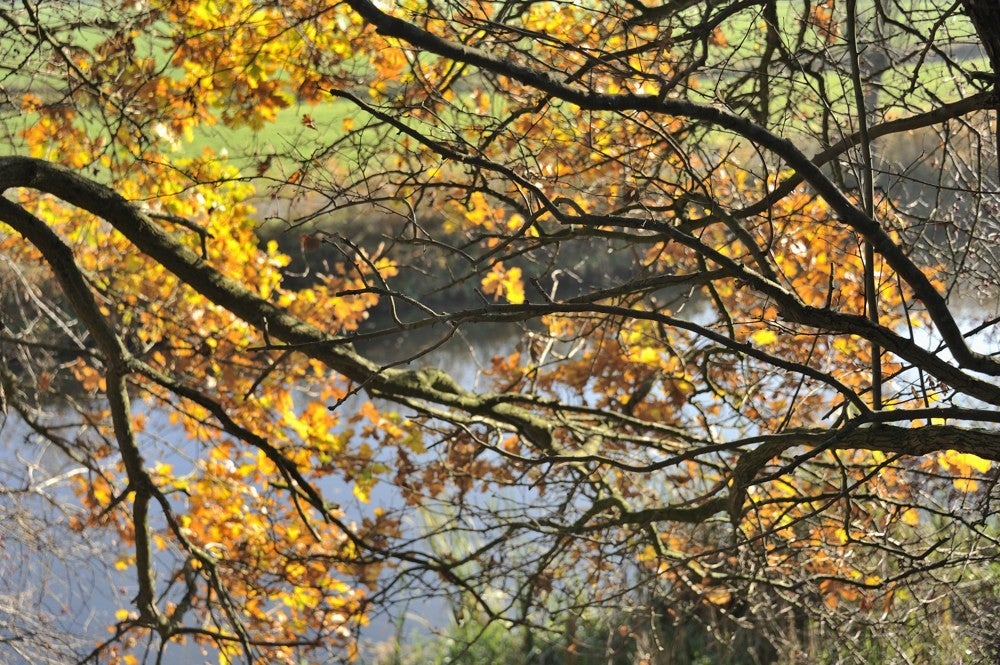 Liniedijk Herfst 2018