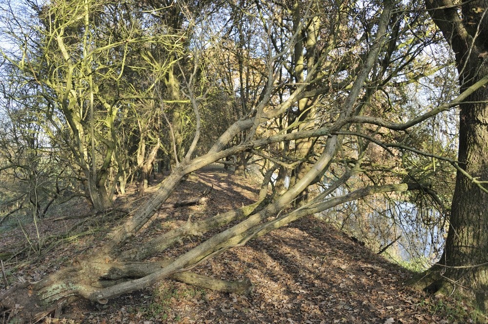 Liniedijk_Leusden_Scherpenzeel_010.jpg