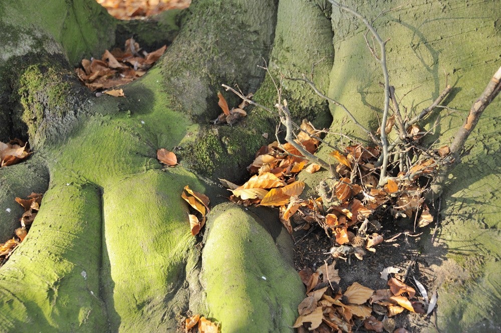 Liniedijk_Leusden_Scherpenzeel_018.jpg