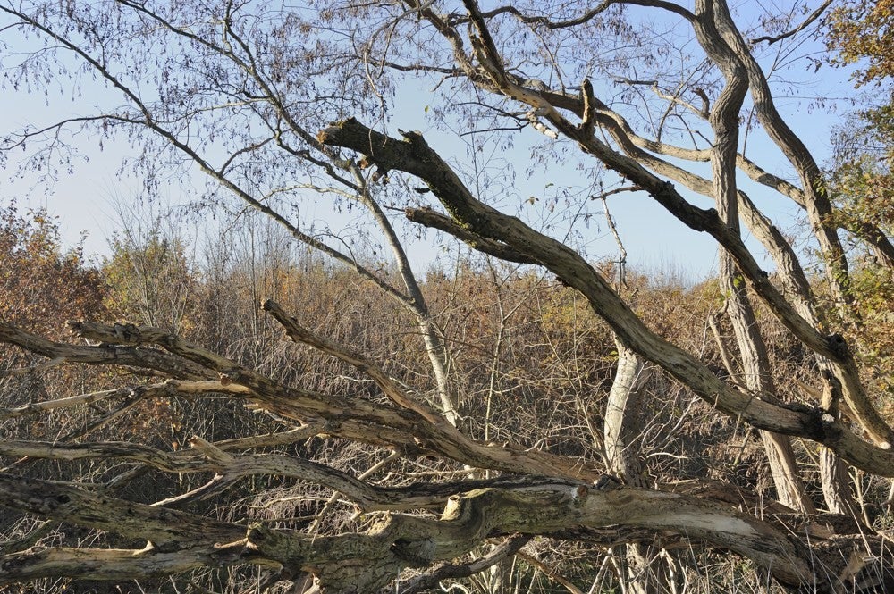 Liniedijk_Leusden_Scherpenzeel_024.jpg