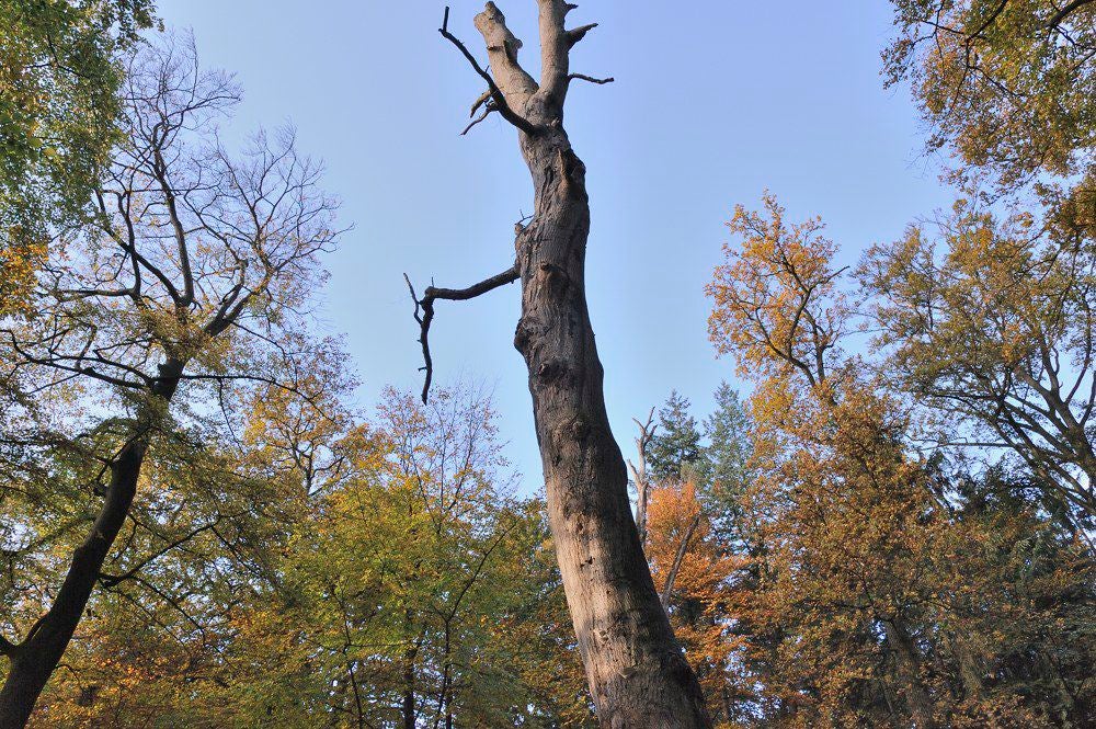 Lockhorsterbos_005-1.jpg